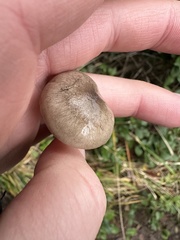 Hygrophorus