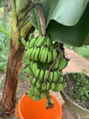 Musa acuminata