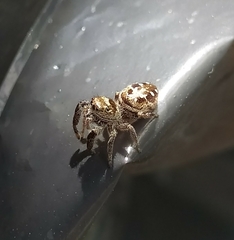 Dendryphantes mordax