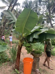 Musa acuminata