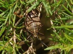 Omyta centrolineata