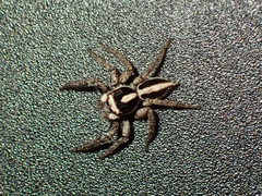 Leptofreya ambigua
