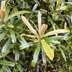 Myrsine salicina