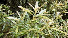 Myrsine salicina