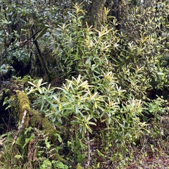 Myrsine salicina