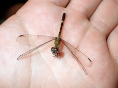 Erythrodiplax longitudinalis