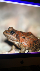 Rana draytonii
