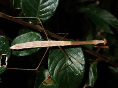 Macromusonia