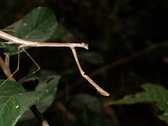 Macromusonia