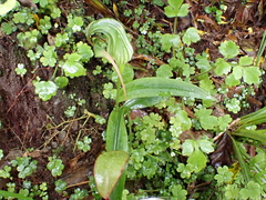 Pterostylis patens