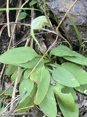Pterostylis hispidula