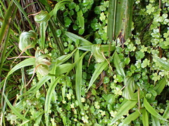 Pterostylis patens