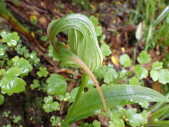Pterostylis patens
