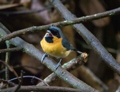 Symposiachrus trivirgatus