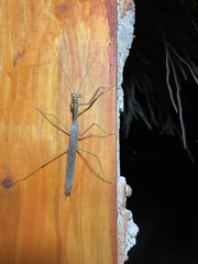 Coptopteryx gayi