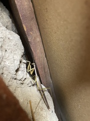 Coptopteryx gayi