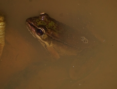 Lithobates maculatus