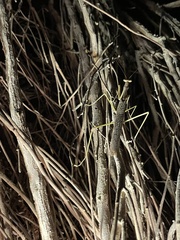 Coptopteryx gayi
