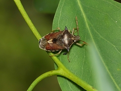 Oechalia schellenbergii