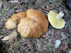 Suillus pungens