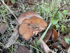 Suillus pungens