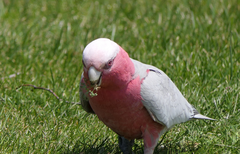 Eolophus roseicapilla albiceps