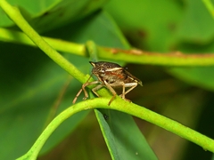 Oechalia schellenbergii