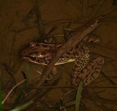 Lithobates brownorum