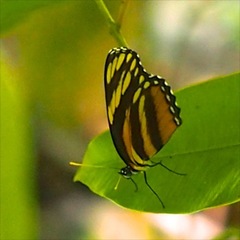 Eresia phillyra phillyra