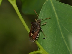 Oechalia schellenbergii