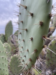 Opuntia semispinosa