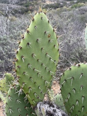 Opuntia semispinosa