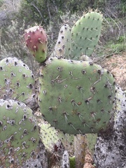 Opuntia semispinosa
