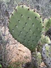 Opuntia semispinosa