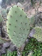Opuntia semispinosa
