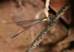 Lestoidea brevicauda