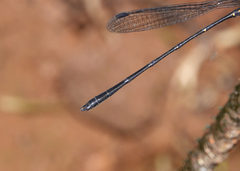 Lestoidea brevicauda