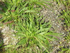 Plantago serraria