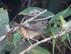 Diglossa baritula