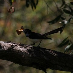 Rhipidura leucophrys