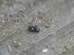 Ptinus