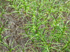 Genista hirsuta