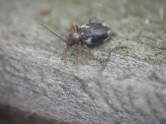 Ptinus