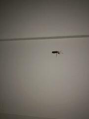 Podabrus flavicollis