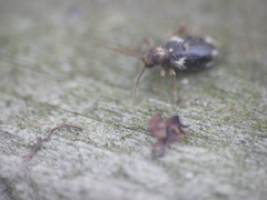 Ptinus