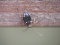 Ptinus