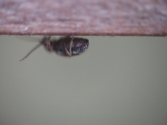 Ptinus