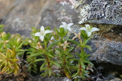 Galium perpusillum