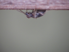 Ptinus
