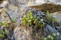 Galium perpusillum